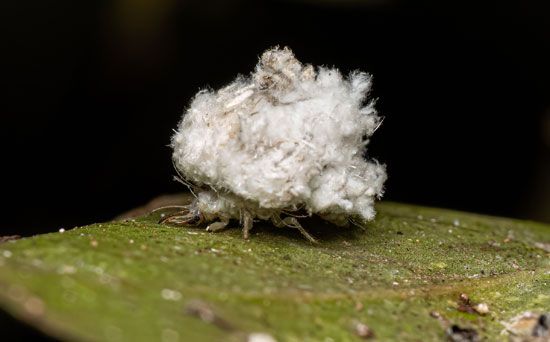 Brasileira na webcam mostrando seu corpo gostoso - Junk collector