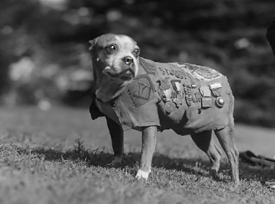 jgrbet.fun - Sergeant Stubby at your service