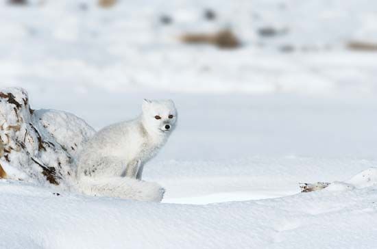 Gatinha da tufos mostrando que sabe fazer um bom sexo com bradd montana ela sempre mantem o seu cuzinho com algo - Arctic fox